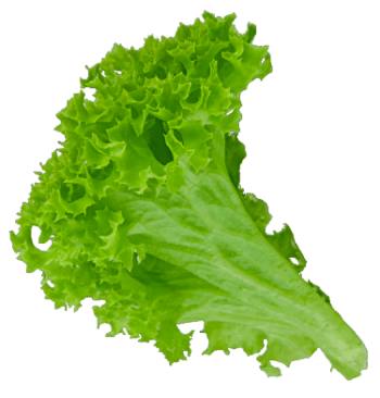 a piece of lettuce
